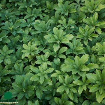 Pachysandra