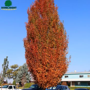 Armstrong Maple Fall color