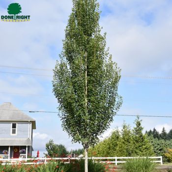 Armstrong Maple
