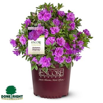 Azalea Encore 1