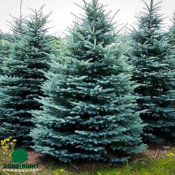 Blue Spruce