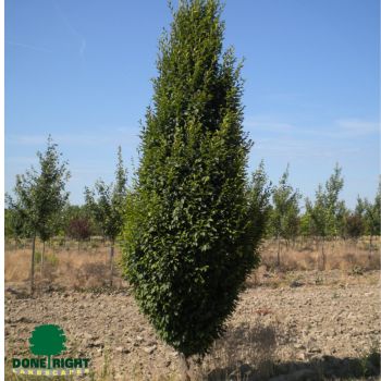 Columnar Hornbeam