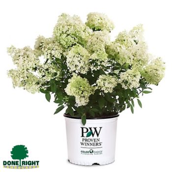 Hydrangea Bobo 1