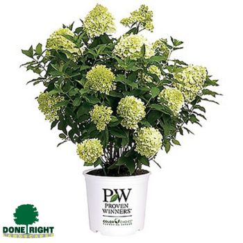Hydrangea Limelight Prime 1