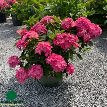 Hydrangea Pink Elf 1