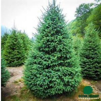 Norway Spruce