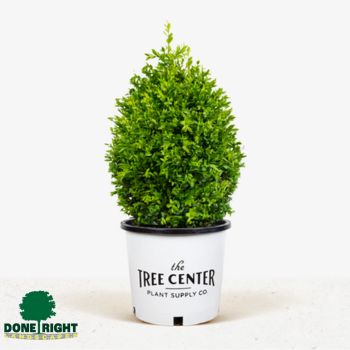 Pyramidal Boxwood 1