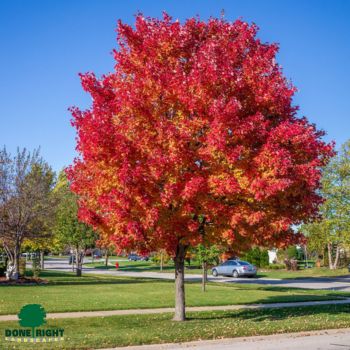 Red Sunset Maple Fall color
