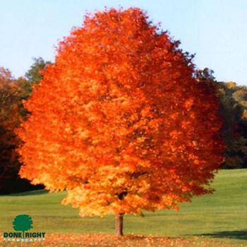 Sugar Maple Fall color