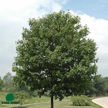 Sugar Maple